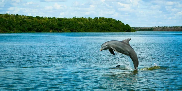 Miami Everglades Tour with Wet Walk and Boat Trips - Image 2