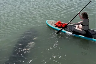 New Smyrna Dolphin and Manatee Kayak Adventure