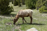 Yellowstone Private SUV Tour Full Day thumbnail 5