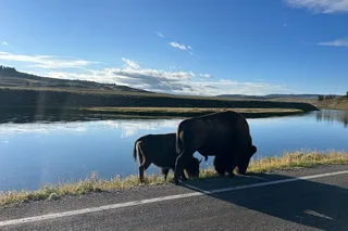Yellowstone Guided Tour from Big Sky