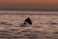 John's Pass Dolphin Watching Eco Tour thumbnail 3