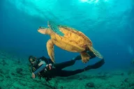 Kauai Scuba Dive Ocean Experience 2.5 Hr thumbnail 2