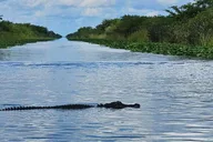 Miami Everglades Airboat Tour with Transportation thumbnail 3