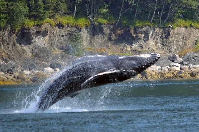 Juneau Whale Watching Adventure - Image 6