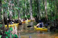 Cypress Forest Nature Kayak Eco-Tour thumbnail 1