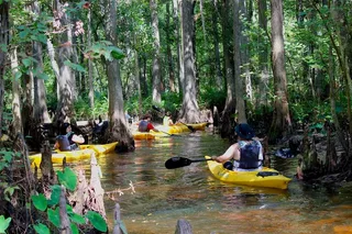 Cypress Forest Nature Kayak Eco-Tour