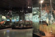 Houston Museum of Natural Science Digital Tour thumbnail 5
