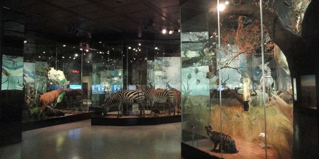 Houston Museum of Natural Science Digital Tour - Image 5