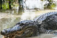 Orlando Gatorland Skip-the-Line Ticket thumbnail 3
