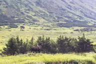 Anchorage Fat Tire Mountain Bike Tour thumbnail 3
