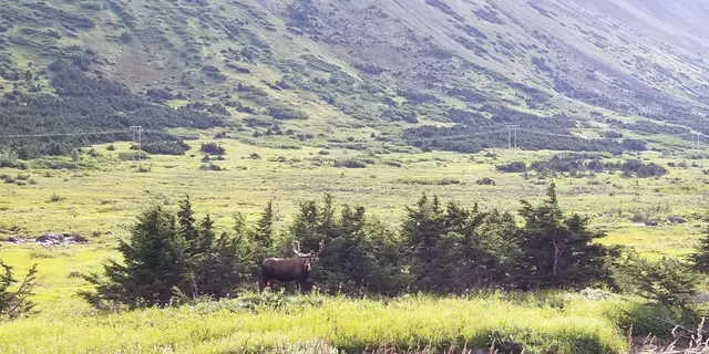 Anchorage Fat Tire Mountain Bike Tour - Image 3