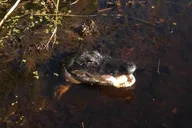 Evening Airboat Ride in Kissimmee thumbnail 3