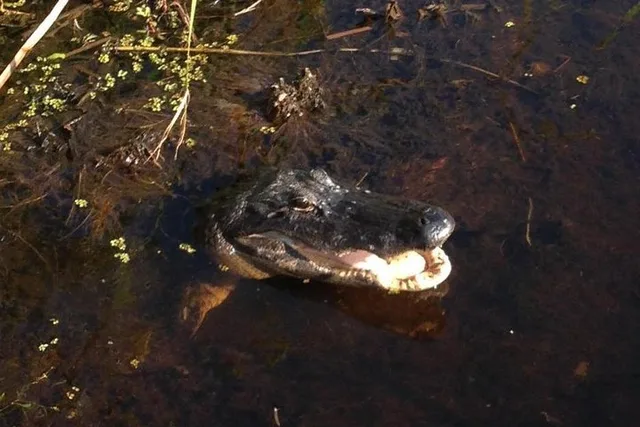 Evening Airboat Ride in Kissimmee - Image 3