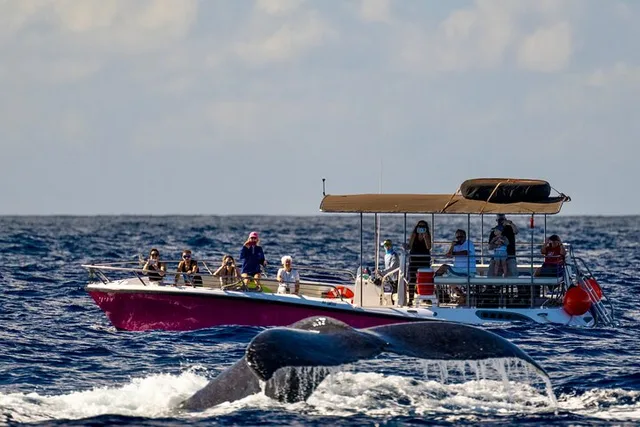 Maui Whale Watching Tour 2 hr - Image 2