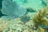 Fort Lauderdale Ocean Reef Snorkel Tour with Snacks thumbnail 3