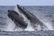 Monterey Whale Watching Tour at Sunset thumbnail 2