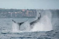Maui Catamaran Whale Watch thumbnail 6