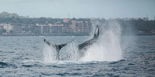 Maui Catamaran Whale Watch - Image 6