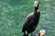 Dunnellon Clear Kayak Rentals on Rainbow River thumbnail 6