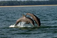 Hilton Head Stand Up Paddling Intro thumbnail 4