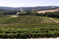 Paso Robles 3-Winery Tour with Lunch thumbnail 4