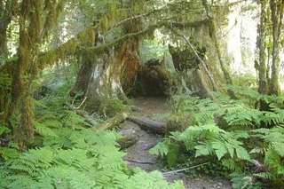 Olympic Peninsula Forest Tour