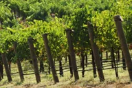 San Francisco Private Wine Tour to Guerneville thumbnail 3