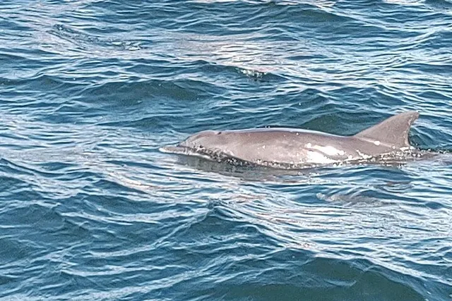 Panama City Dolphin Swim Experience 2 hr - Image 2