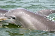 Charleston Schooner Sailing & Dolphin Watch 1.5 hr thumbnail 2