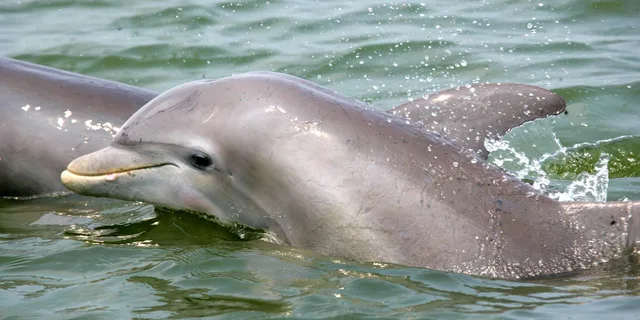 Charleston Schooner Sailing & Dolphin Watch 1.5 hr - Image 2