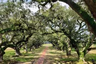 New Orleans Oak Alley and Laura Plantation Tour thumbnail 3