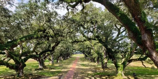 New Orleans Oak Alley and Laura Plantation Tour - Image 3