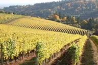 Portland Willamette Valley Wine Tour thumbnail 6