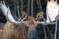 Anchorage Wildlife Conservation Center and Portage Valley Tour thumbnail 3