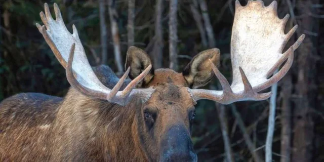 Anchorage Wildlife Conservation Center and Portage Valley Tour - Image 3