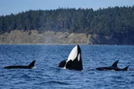 Orcas Island Orca Whale Tour thumbnail 1