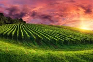 Phoenix Vortex and Vineyard Tour thumbnail 3