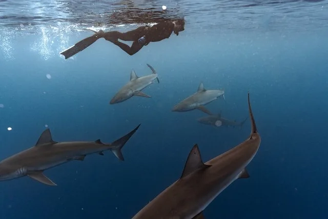 Oahu Shark Dive Educational Tour - Image 3