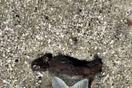 Folly Beach Morris Island Fossil Hunting Boat Tour thumbnail 6
