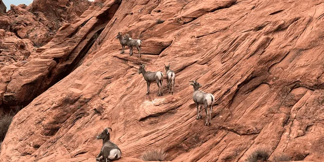 Las Vegas Hoover Dam and Valley of Fire Tour - Image 4
