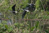 Fort Myers Everglades Day Safari thumbnail 4