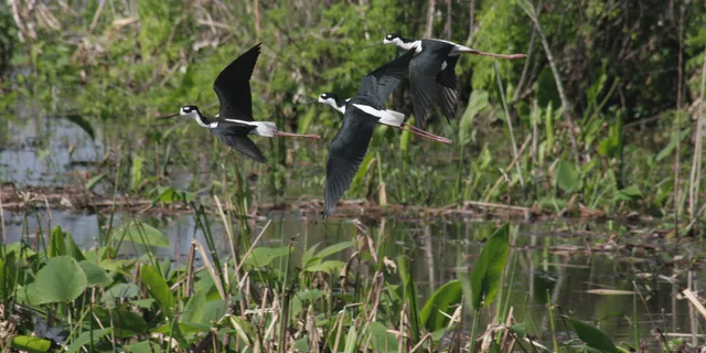 Fort Myers Everglades Day Safari - Image 4