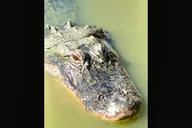 Everglades Immersion Tour thumbnail 6