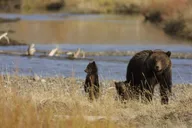 Yellowstone Wildlife Tour in Lamar Valley thumbnail 2