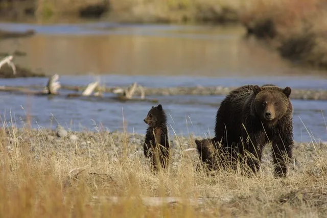 Yellowstone Wildlife Tour in Lamar Valley - Image 2