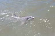 Hilton Head Dolphin Watching Sail thumbnail 1