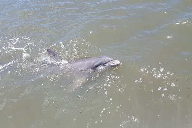 Hilton Head Dolphin Watching Sail - Image 1