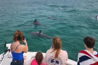 Destin Dolphin Cruise Private Morning 2 hr thumbnail 4