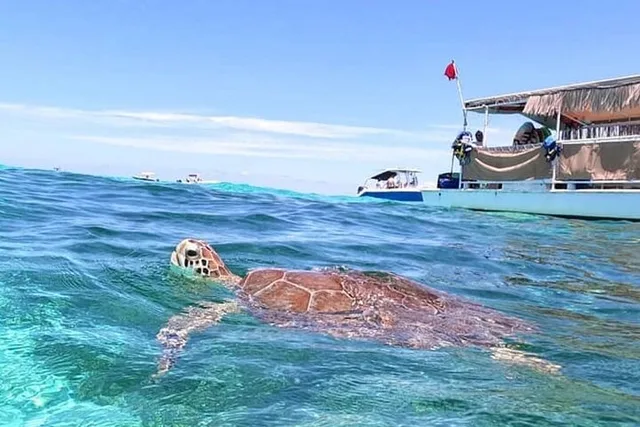 Islamorada Snorkeling Tour from Islander Hotel 2 hr - Image 6