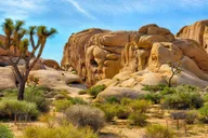 Los Angeles Joshua Tree National Park Private Tour thumbnail 1